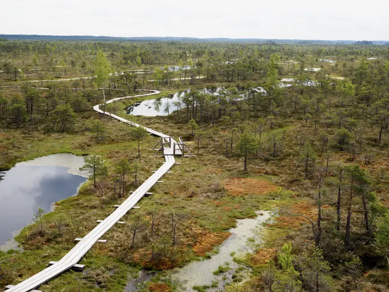 The winding wooden boardwalk through the Great Kemeri Bog, with bog pools and scattered pines