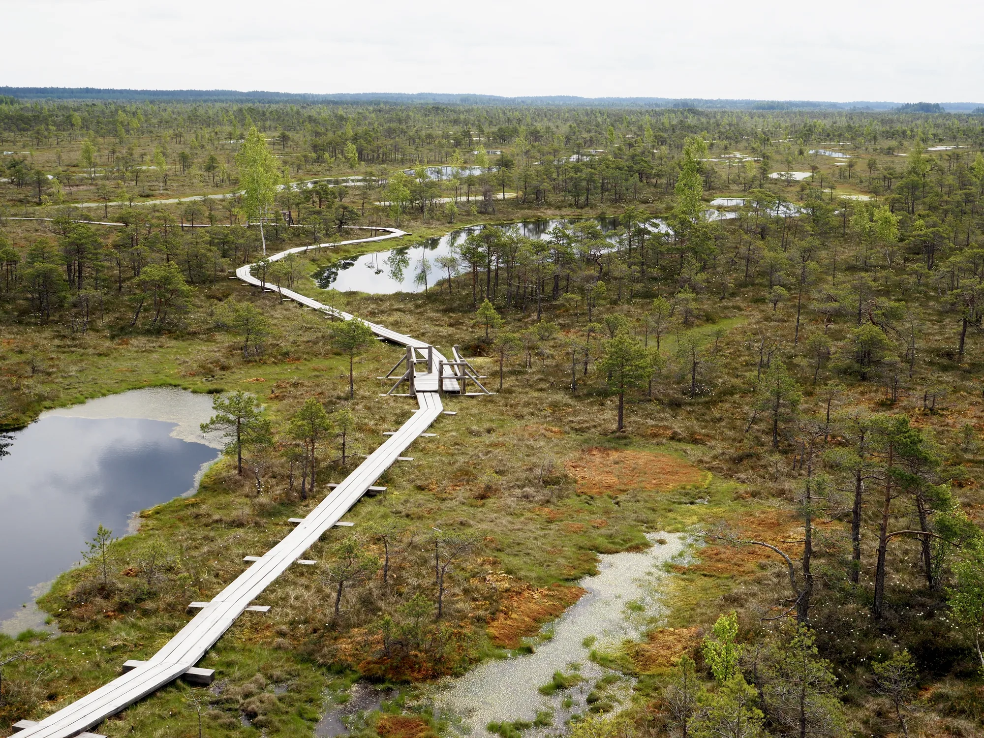 The winding wooden boardwalk through the Great Kemeri Bog, with bog pools and scattered pines