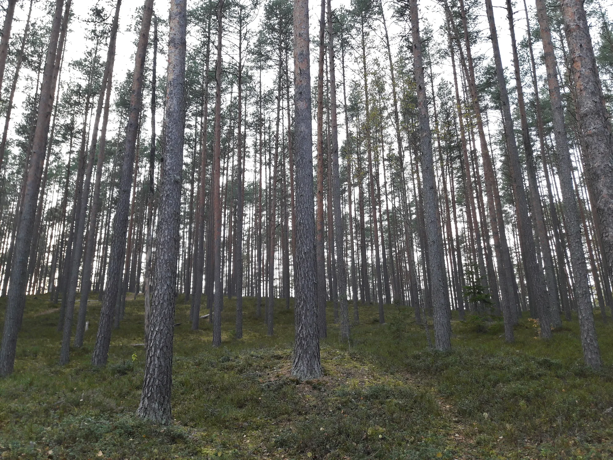 A stand of tall straight pines over a mossy forest floor near Sietiņiezis in Gauja National Park, Latvia